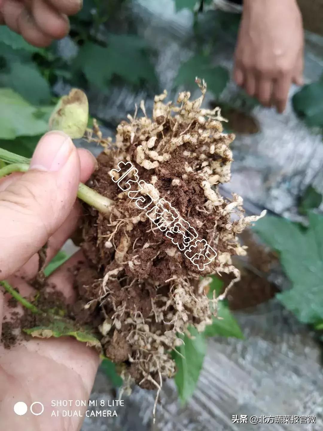 线虫特效药农药,根结线虫专用防治线虫净