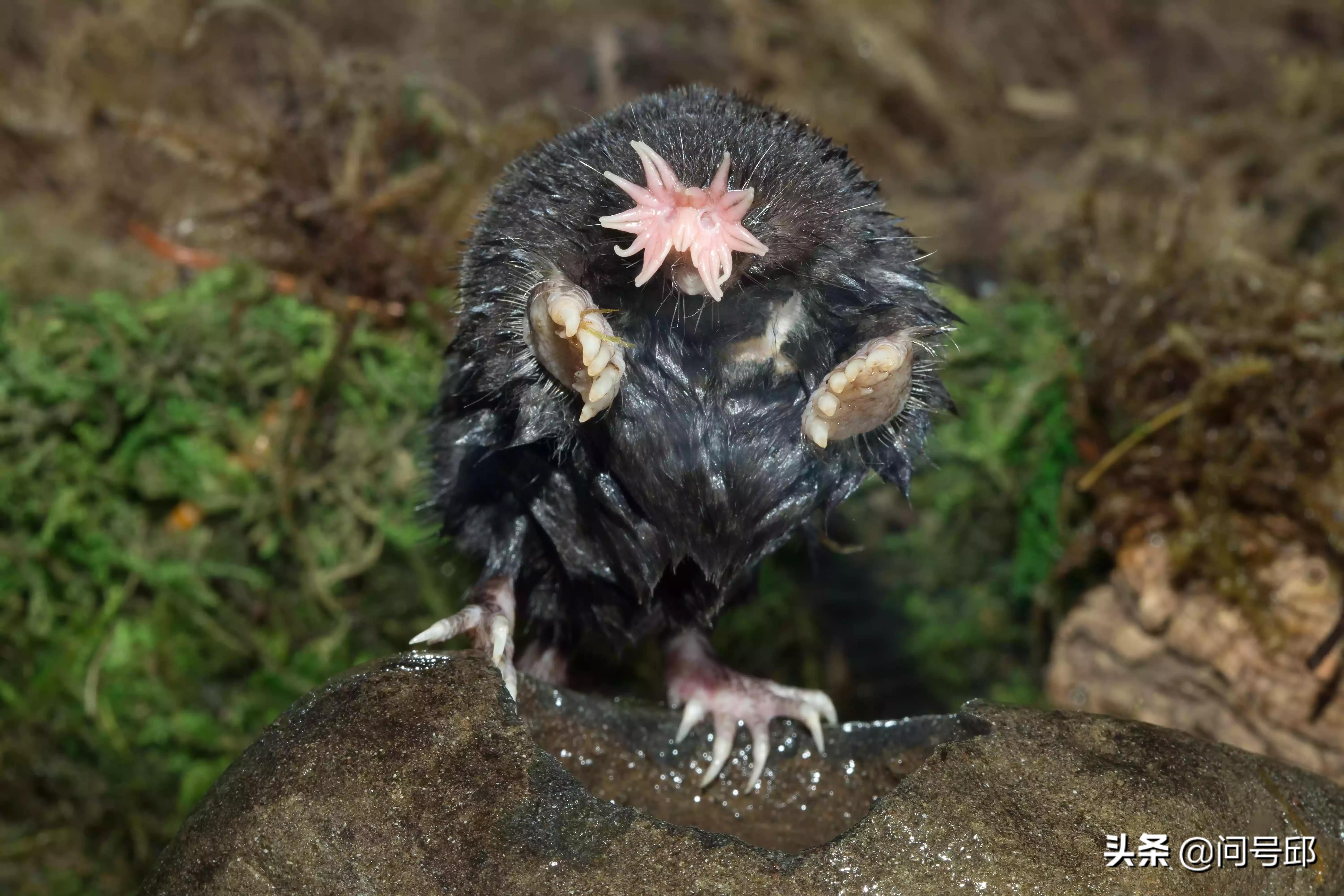 盘点地球上的逆天动物,世界上最罕见的动物资料
