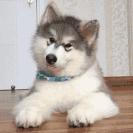 慢性肾脏疾病的饮食图谱,慢性肾病3期怎么治疗恢复