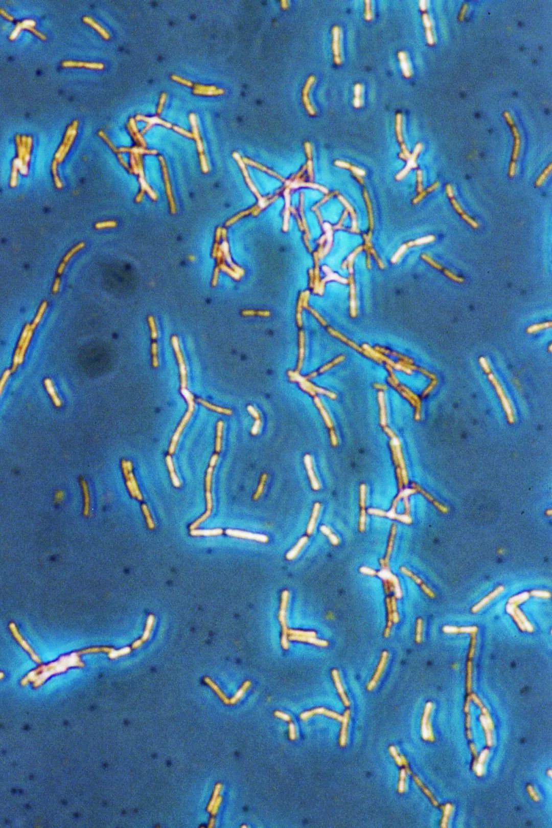 医生和病毒作战,我们如何对付病毒