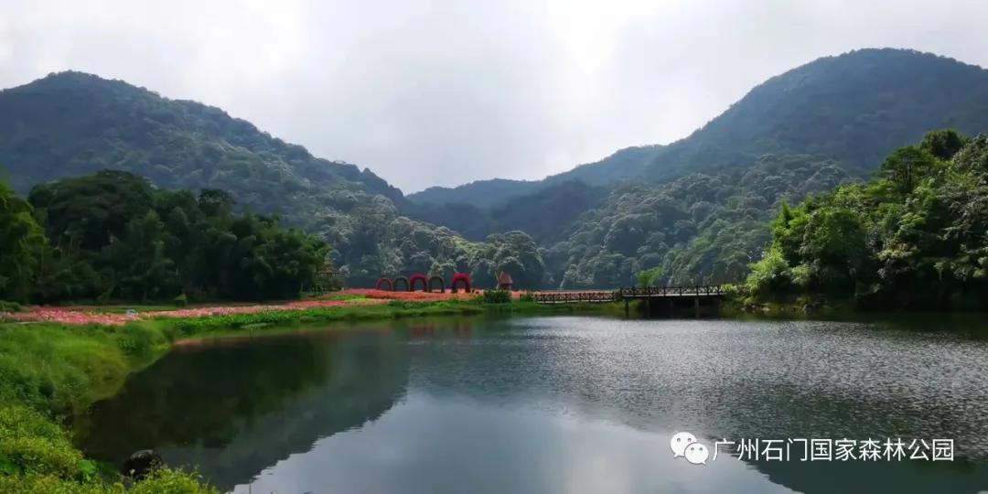 广州花海最新视频,广州花海大片蔚为壮观