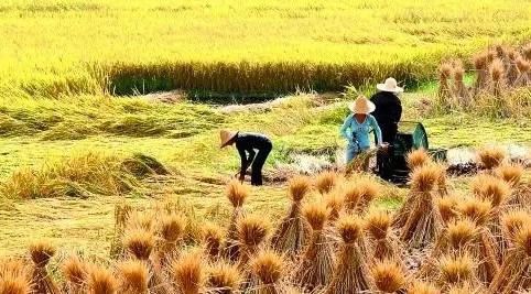 故乡的庄稼图片,故乡的生态庄稼