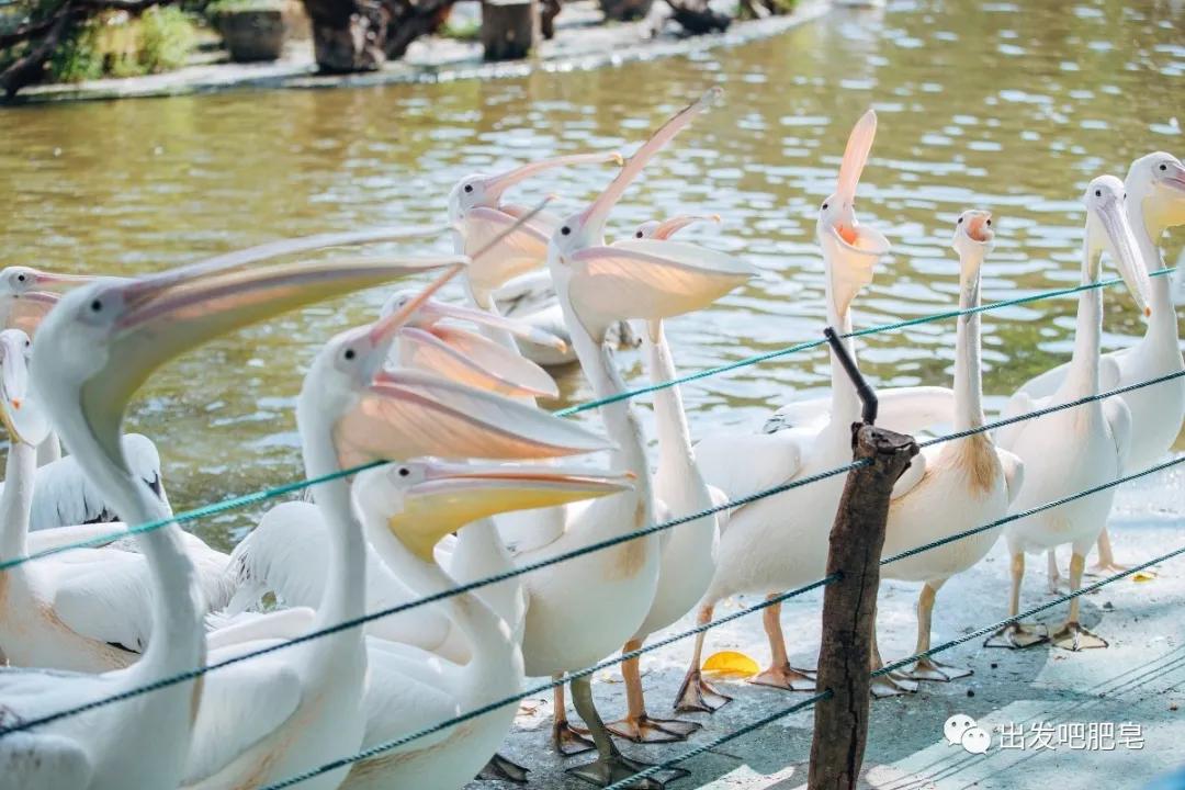 长隆飞鸟乐园长隆熊猫酒店怎么选,周一长隆野生动物园游玩攻略