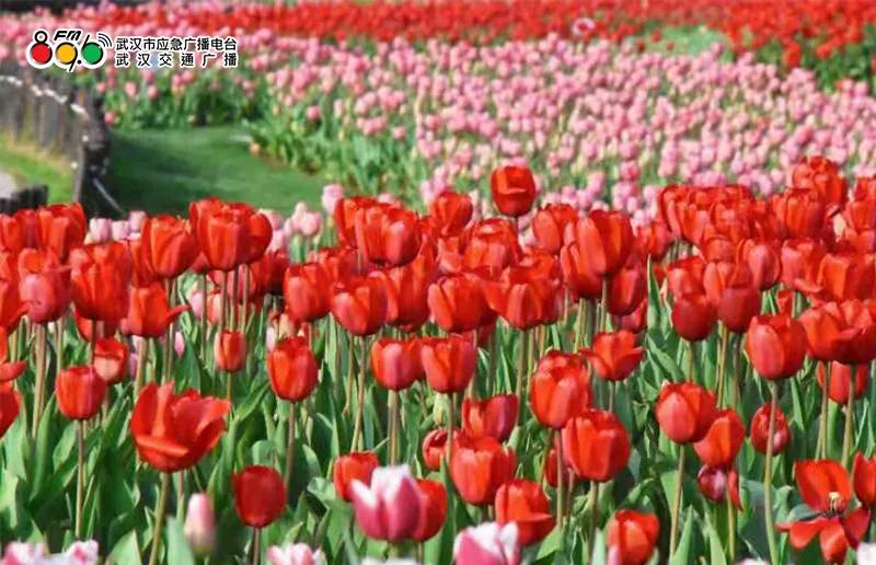 春光恰好清明小长假赏花指南,清明小长假花海