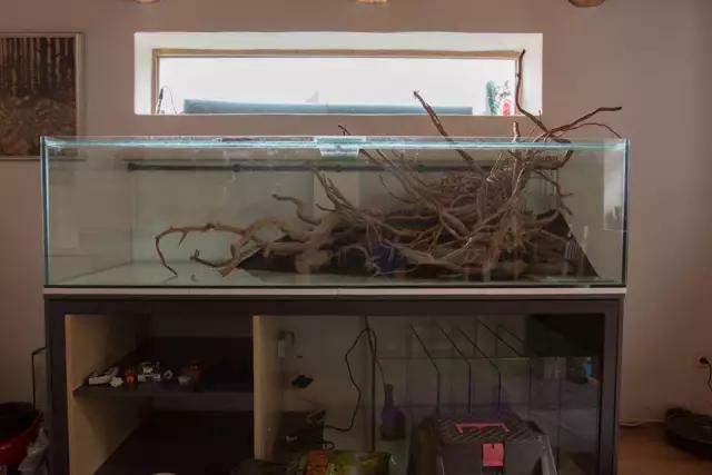 本色水景水草造景培训,本色水景水草培训