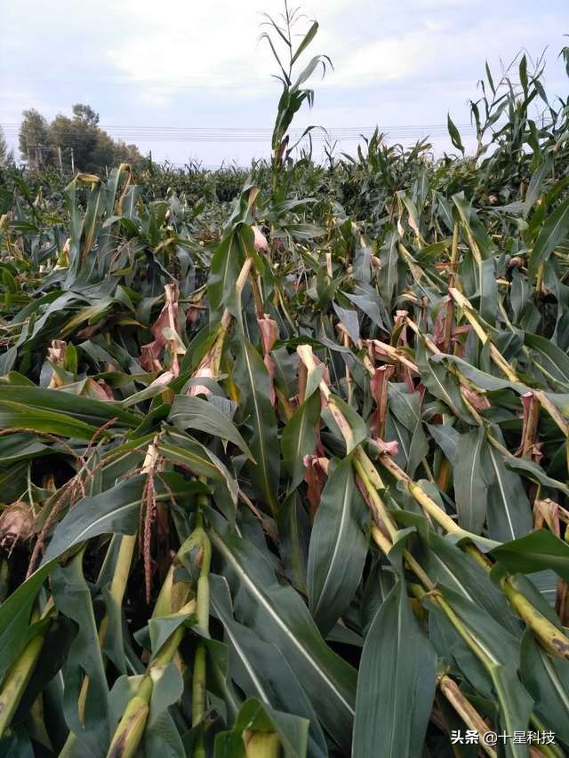 玉米不一样的品种可以混播吗,玉米混播高产吗