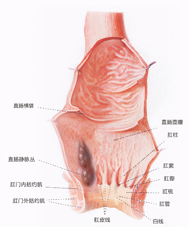 如何分辨肠道是否健康,肠道疾病怎样识别