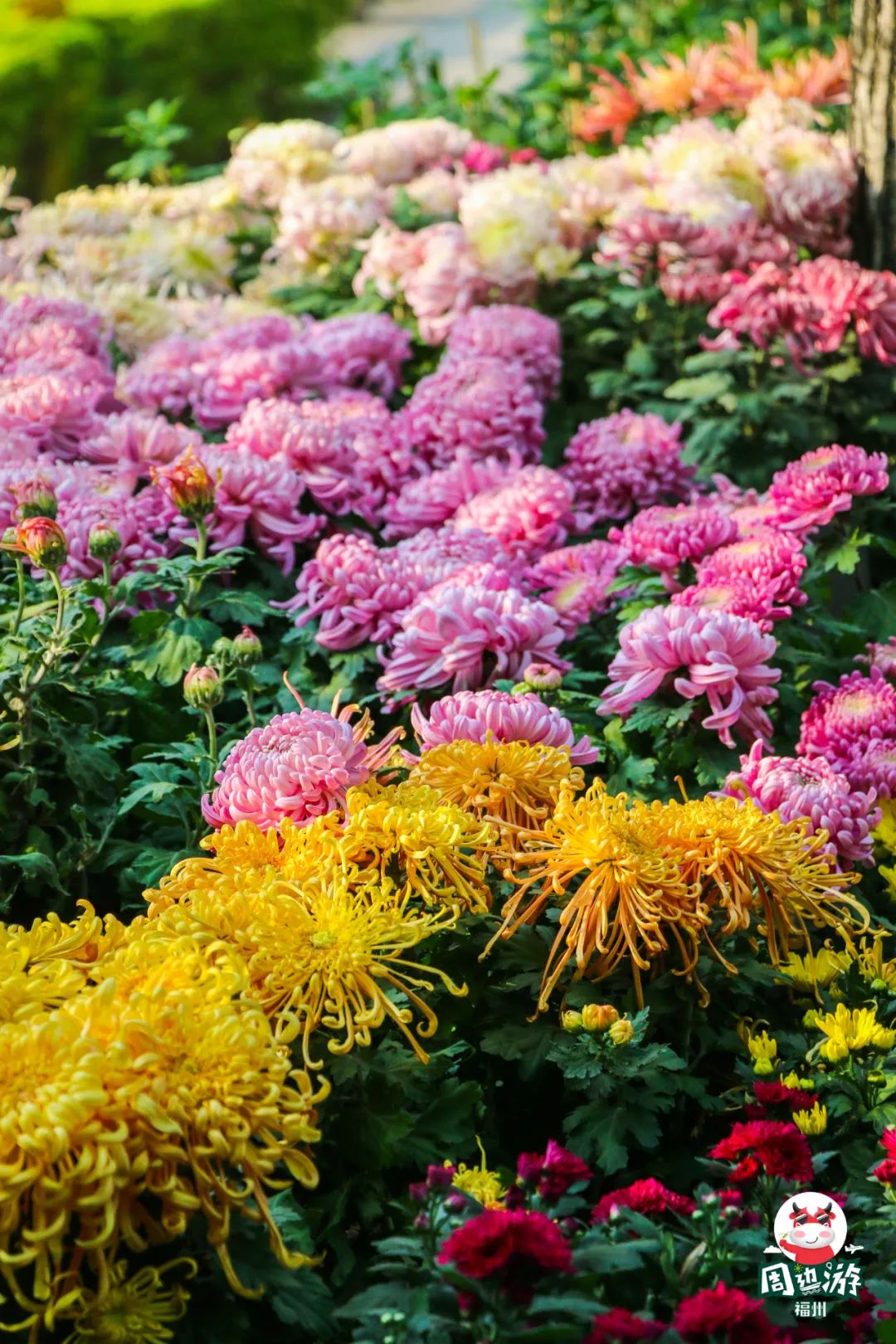 福州菊花展21年还有吗,福州西湖菊花展人山人海