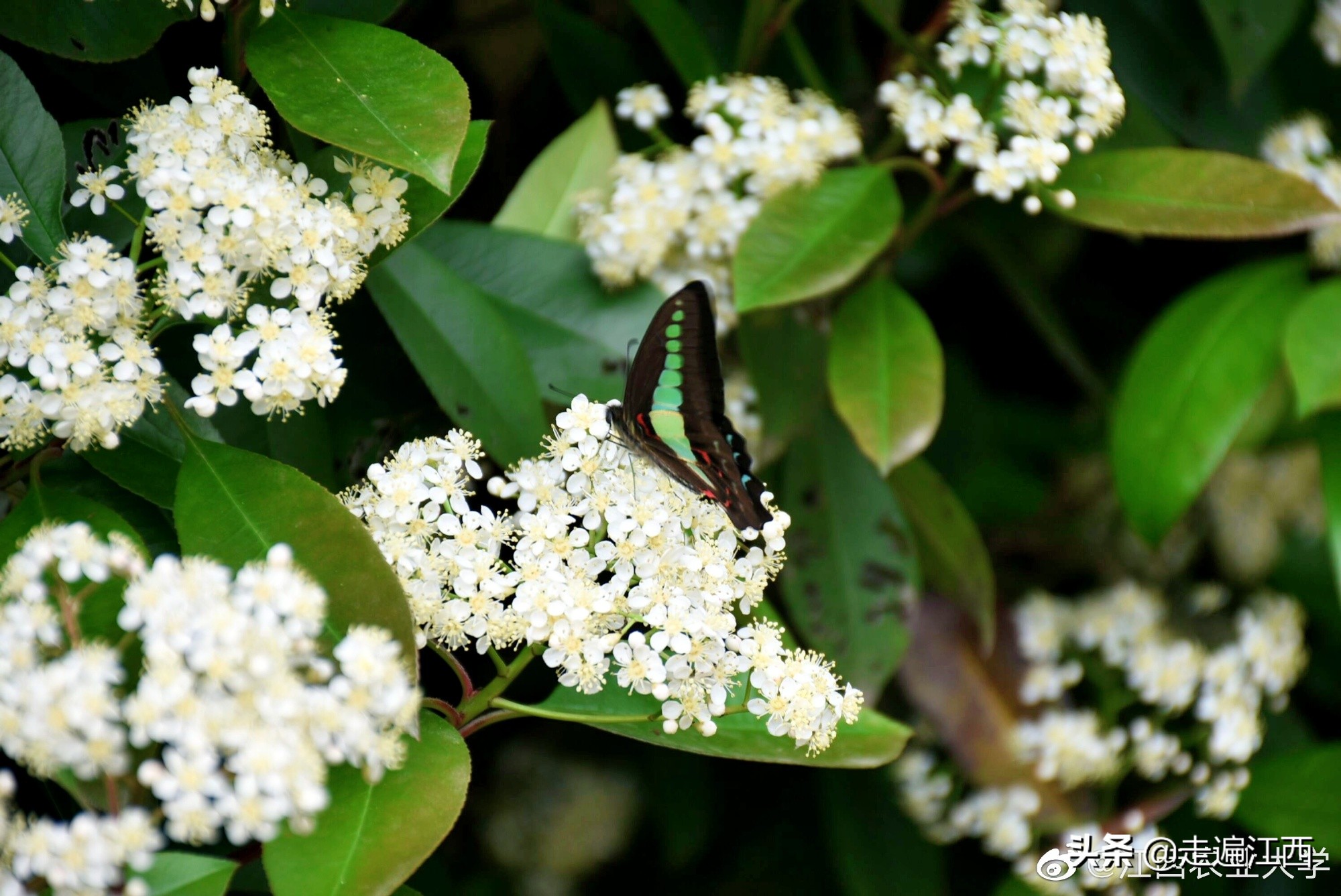 这所大学占地面积全国第二，江西第一，学风朴实风景优美