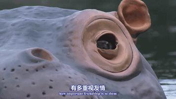 豆瓣9.8分悬疑大片,窥探电视剧豆瓣评分