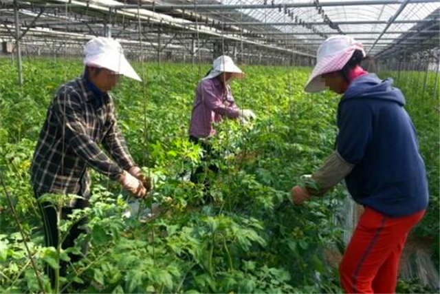 为什么韩国白菜那么贵还要吃白菜,韩国白菜为啥那么贵