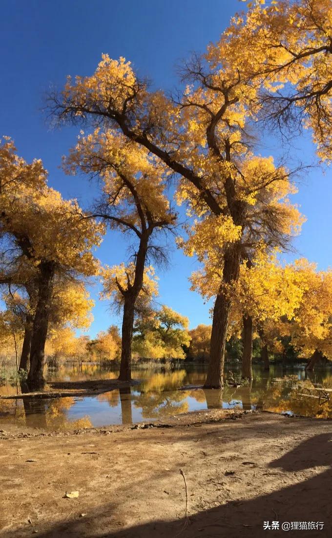 沙雅胡杨林自然保护区,新疆沙雅胡杨林介绍