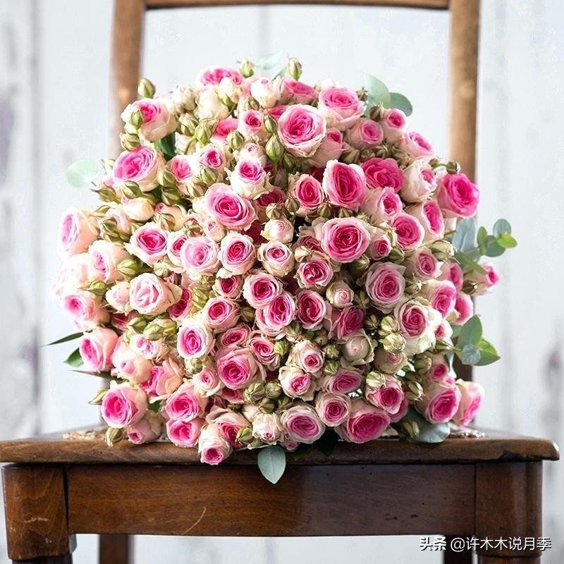 月季常见4种病,月季黑杆病怎么处理