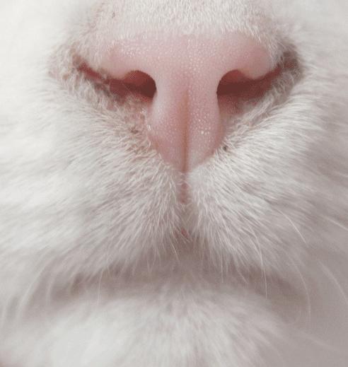 止泻药和猫砂,猫砂是止泻药吗