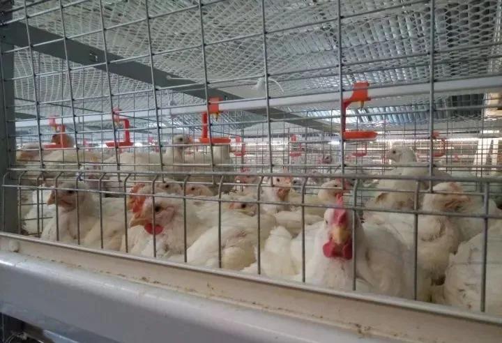 笼养肉鸡夏季管理,笼养肉鸡的管理