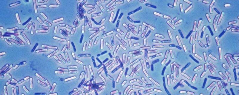 国外牛身上为什么要开洞,牛肚子上开洞放气牛不感染吗