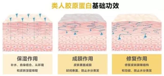 类人胶原蛋白可不可以延缓衰老,类人胶原蛋白保湿