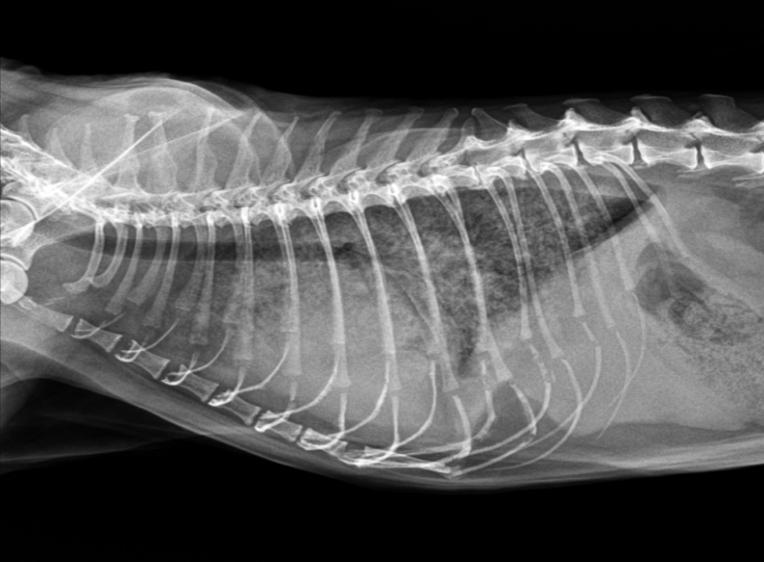 猫咪心脏病引起心衰,猫咪预防心衰