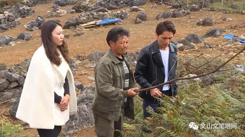 「笔塔热点」丘北1村民租地养兔探出致富路，年入30多万