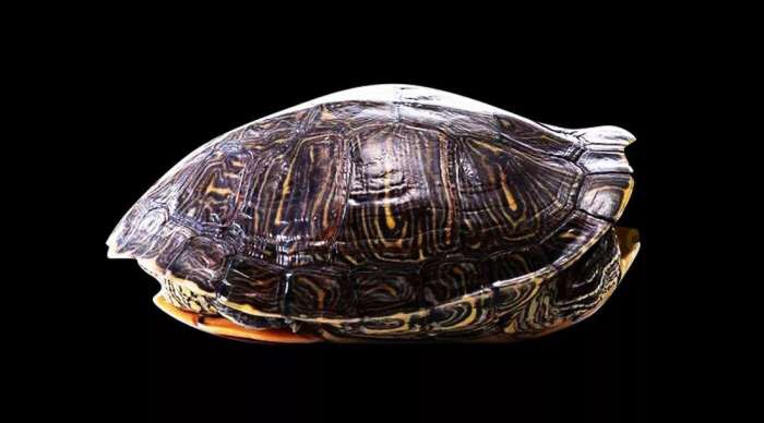 2018年高送转股票一览,2021半年报a股高送转股票名单