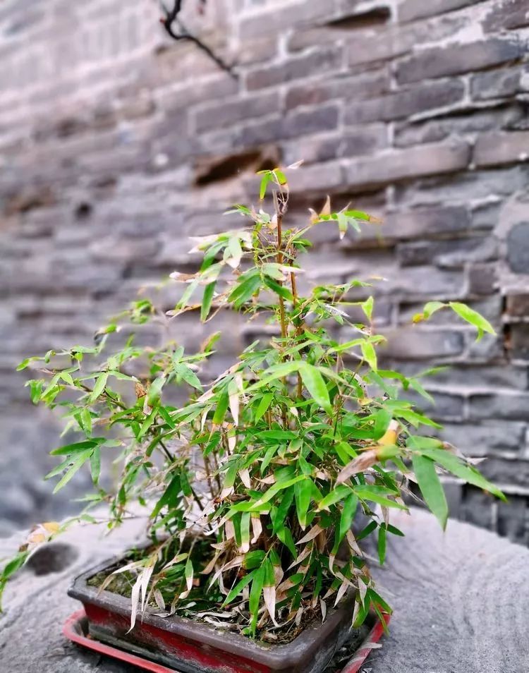 漫随天外云卷云舒免费,漫随天外云卷云舒抖音