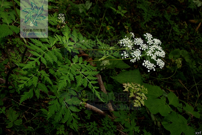 藁本神农本草经,神农本草经葛根原文