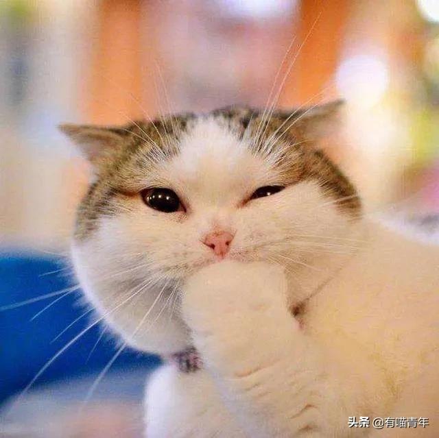 喷墨机为何突然对猫下此毒手?