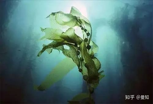 海蓝之谜精粹水值得买吗,敏感肌海蓝之谜哪款最值得买