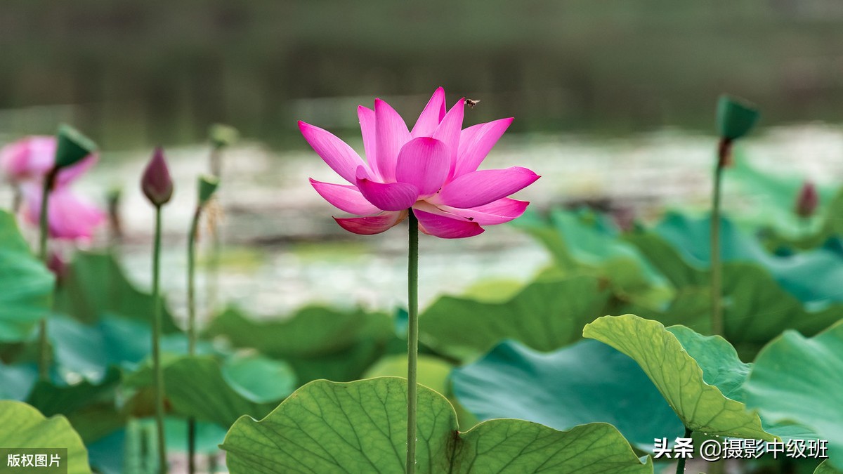 如何拍摄荷花这些技巧你要知道,怎样拍荷花的方法