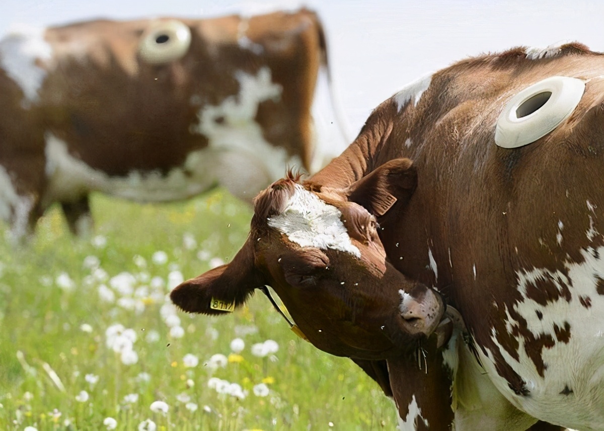 为什么人类会在牛身上安一个孔,牛身上开孔