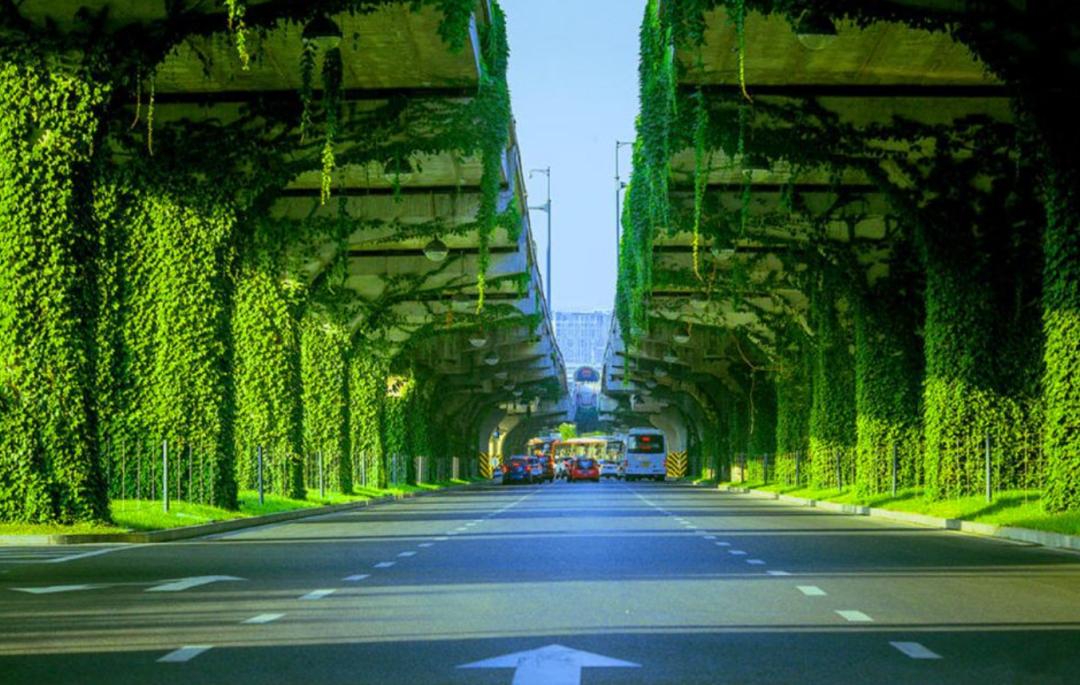 为什么城市高架桥下都要种爬山虎,我国高架桥为什么种爬山虎