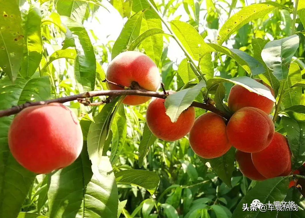 桃子采摘园十堰,十堰摘桃好去处