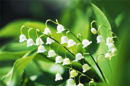 铃兰真的有毒吗,铃兰有毒吗视频