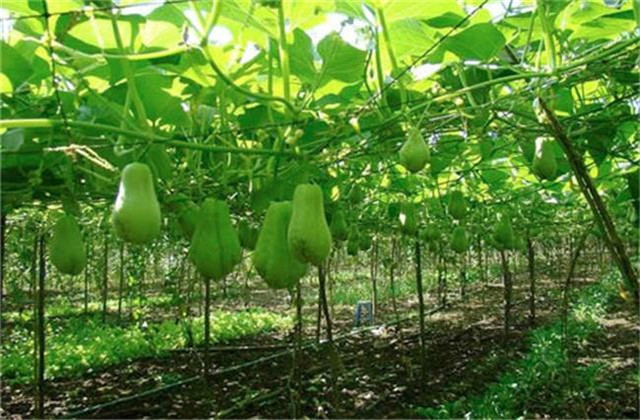 种植佛手瓜苗怎么做到苗多苗嫩长,佛手瓜今年种植明年是否还能结瓜
