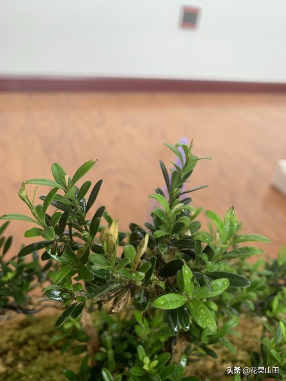 养了几天的叶子发黄,养了几盆绿萝叶子黄了