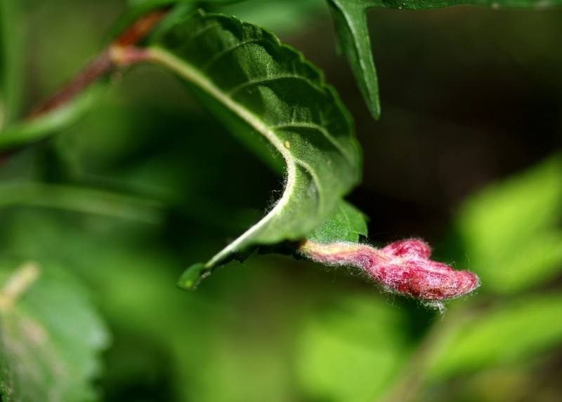 十种常见农药大全,100种常见农药大全