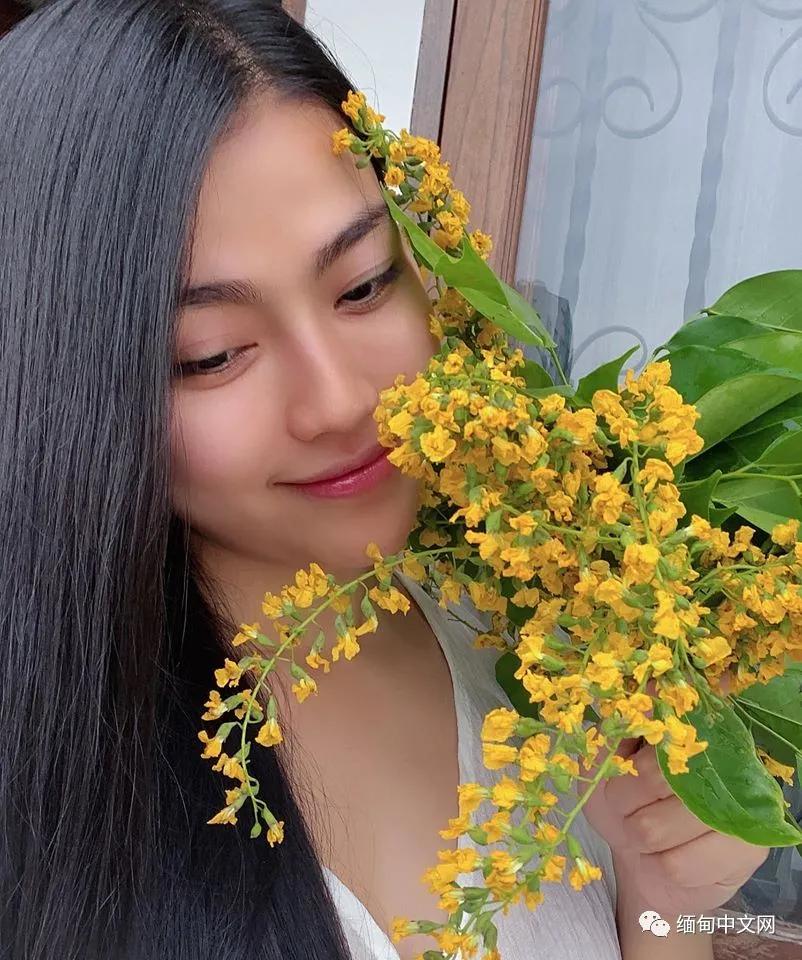 紫檀花开独一无二,紫檀花开了视频