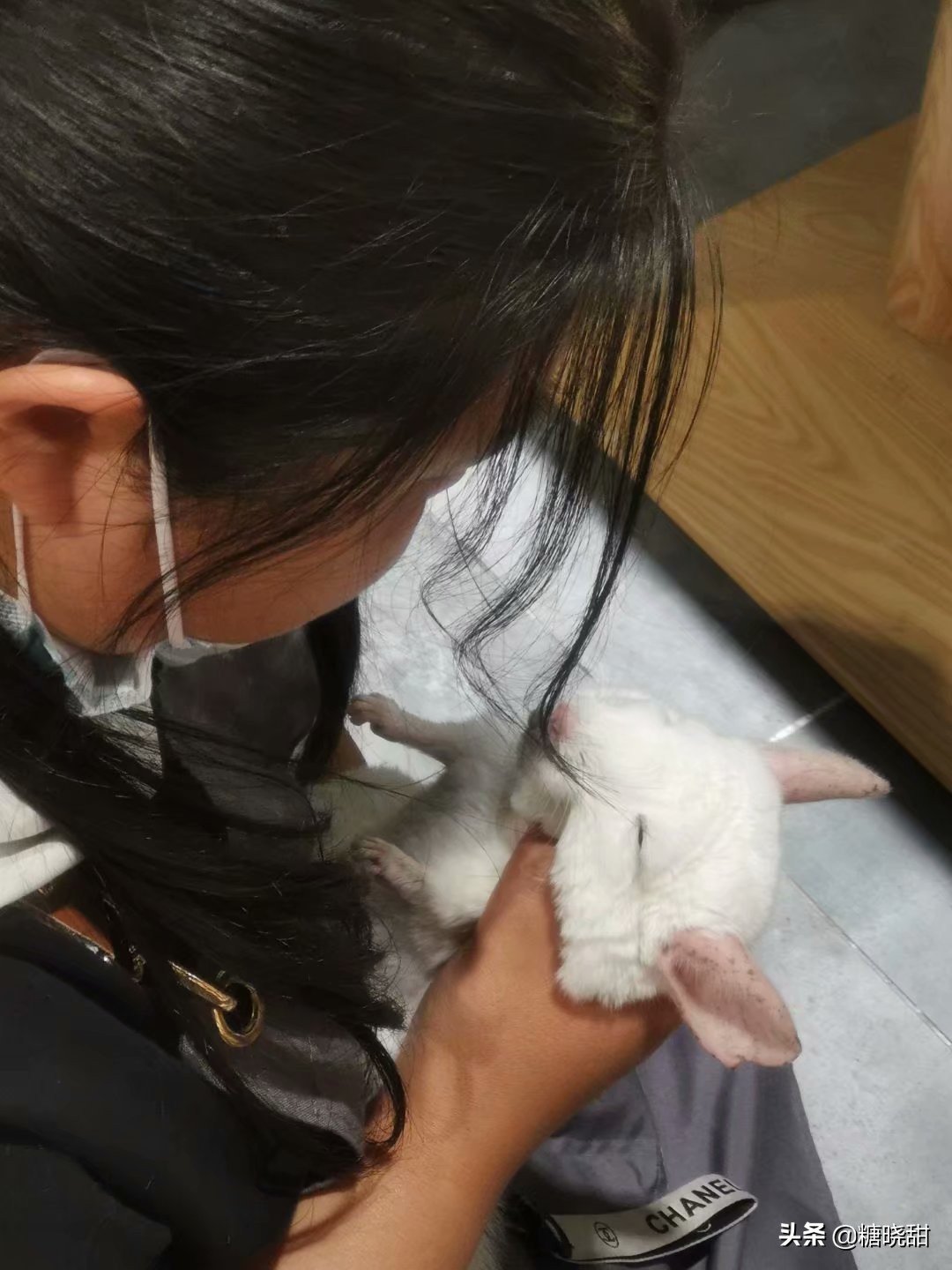 龙猫土拨鼠蜜袋鼯,龙猫真是太可爱了心都要被萌化了