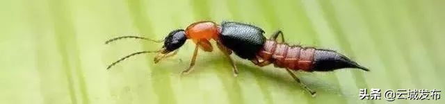 @云浮人虫出没，请注意！