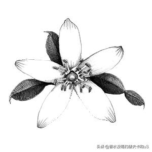 如果你喜欢银色山泉,那么今天的内容你必看