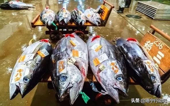 很多人胖都是因为营养不良,人胖了最容易缺少什么元素