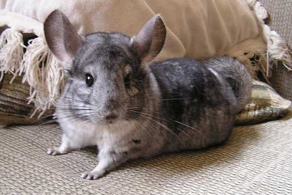 龙猫多少钱一只可以买,龙猫的价格主要取决于什么