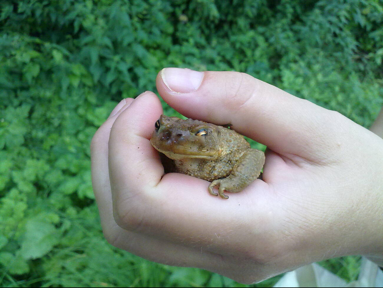 抓1只癞蛤蟆就违法？活着讨厌、死了吓人，为何还受法律保护？