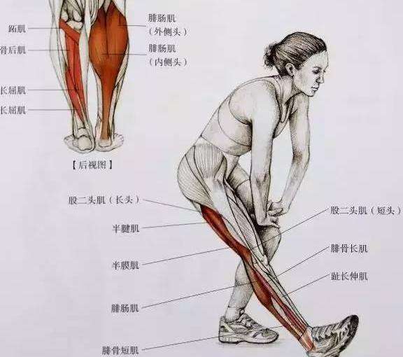 怎么才能让萝卜腿变成细腿,小腿萝卜腿的矫正方法