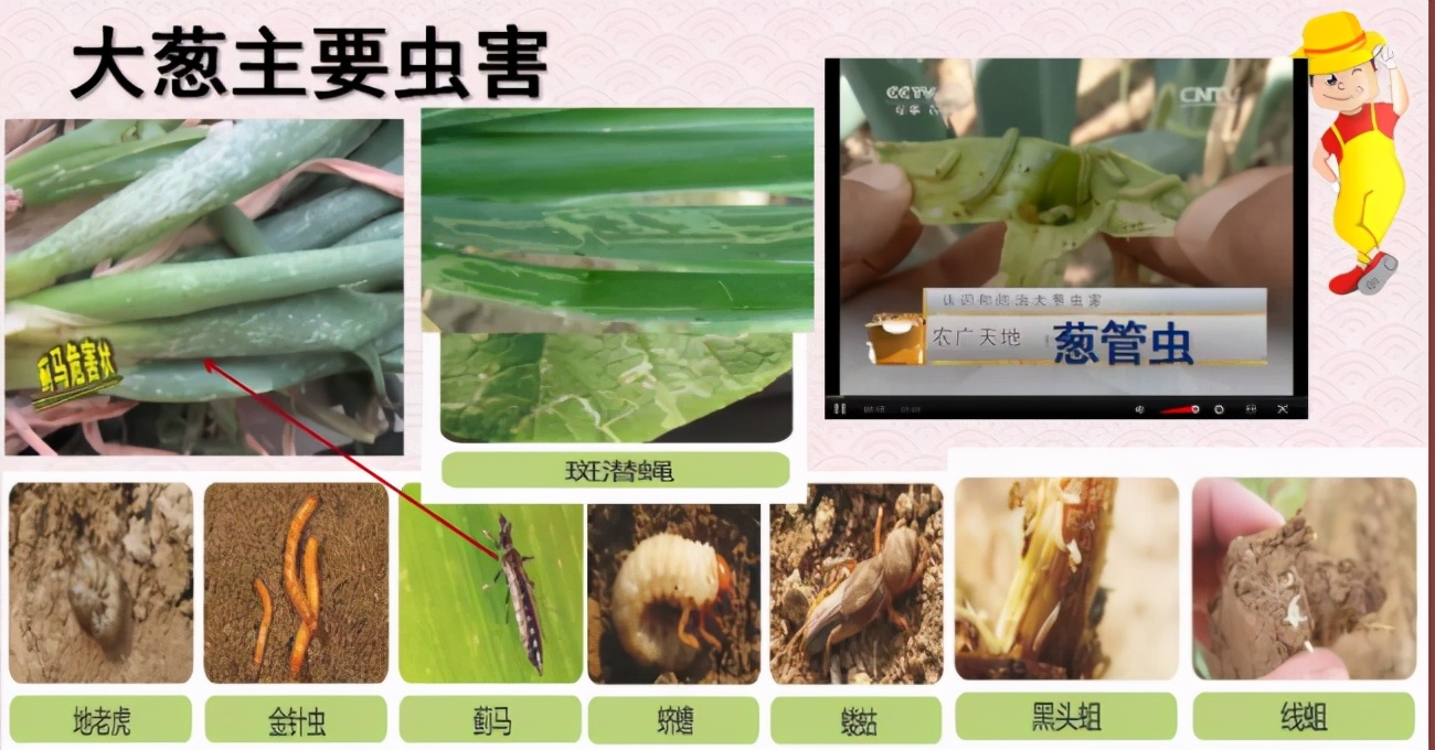 大葱斑潜蝇蓟马使用什么药最好,大葱潜叶蝇最佳防治方法