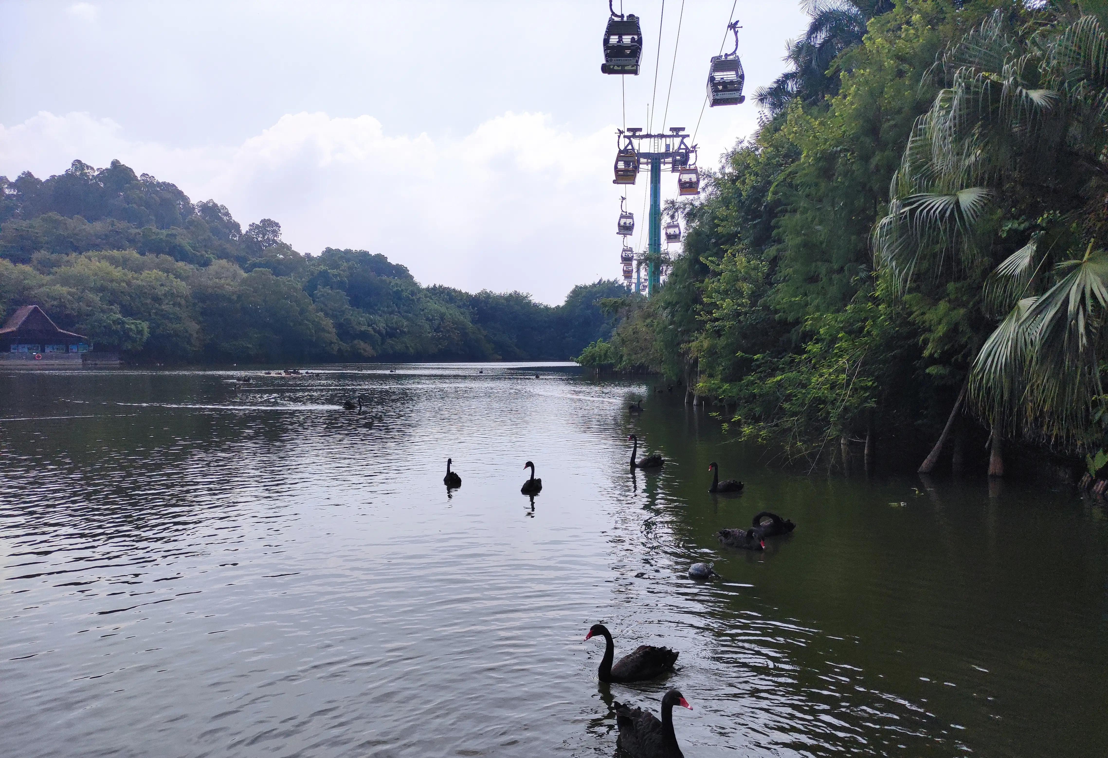 外地人去长隆野生动物园攻略,住在广州长隆野生动物园攻略