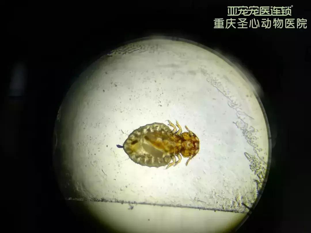 显微镜下的三千大千世界,显微镜下的世界是精美绝伦的