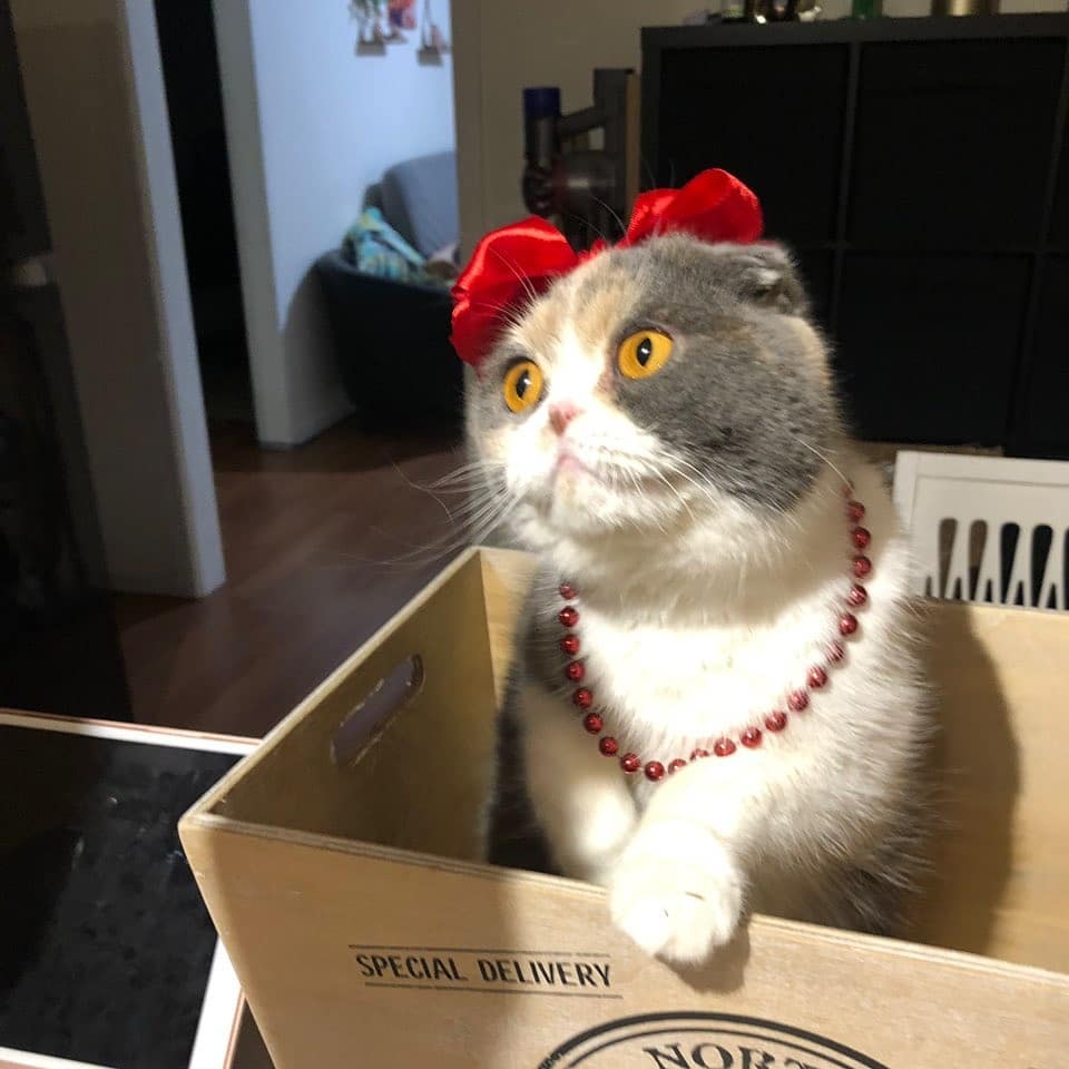 养宠物人得了寄生虫,养宠物人得皮肤病