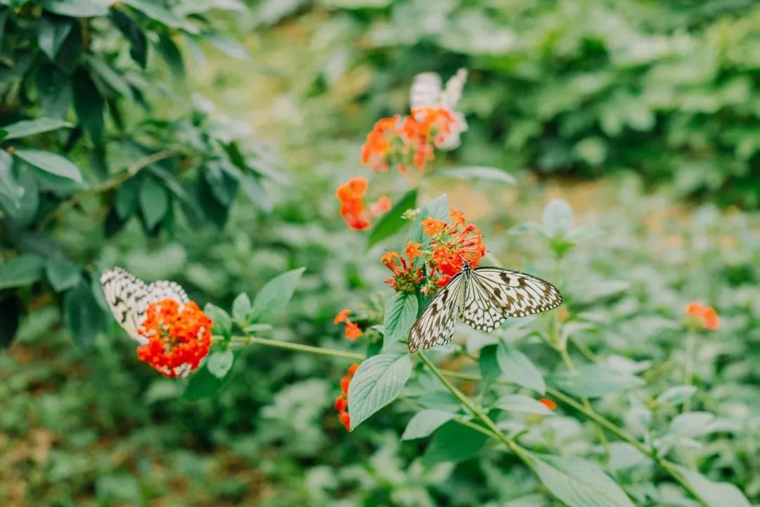 厦门特色旅游小镇,厦门两镇上榜省全域生态旅游小镇