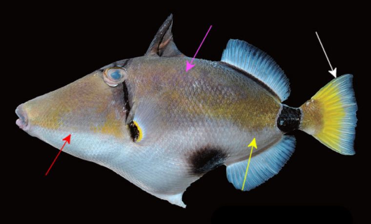 稀有鱼类中的稀有品种，粉红色的深海炮弹鱼你见过吗？